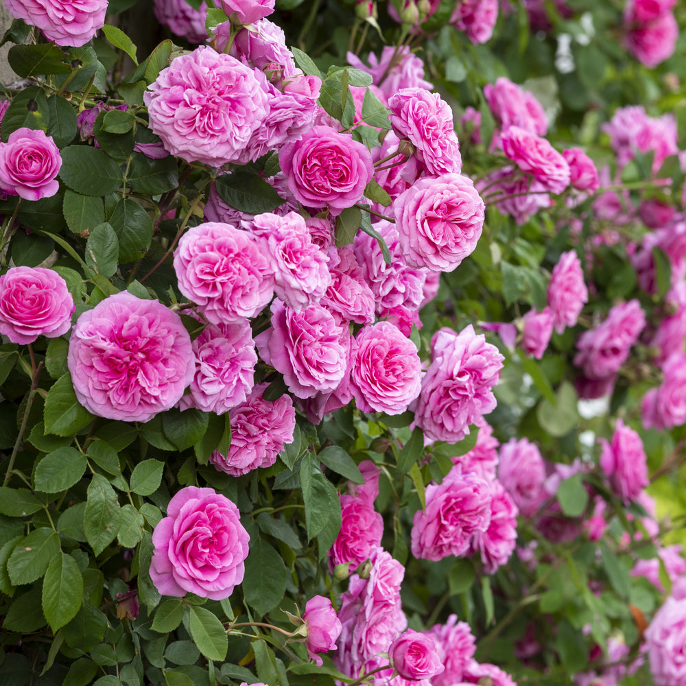 Gertrude Jekyll pink rose bred by David Austin