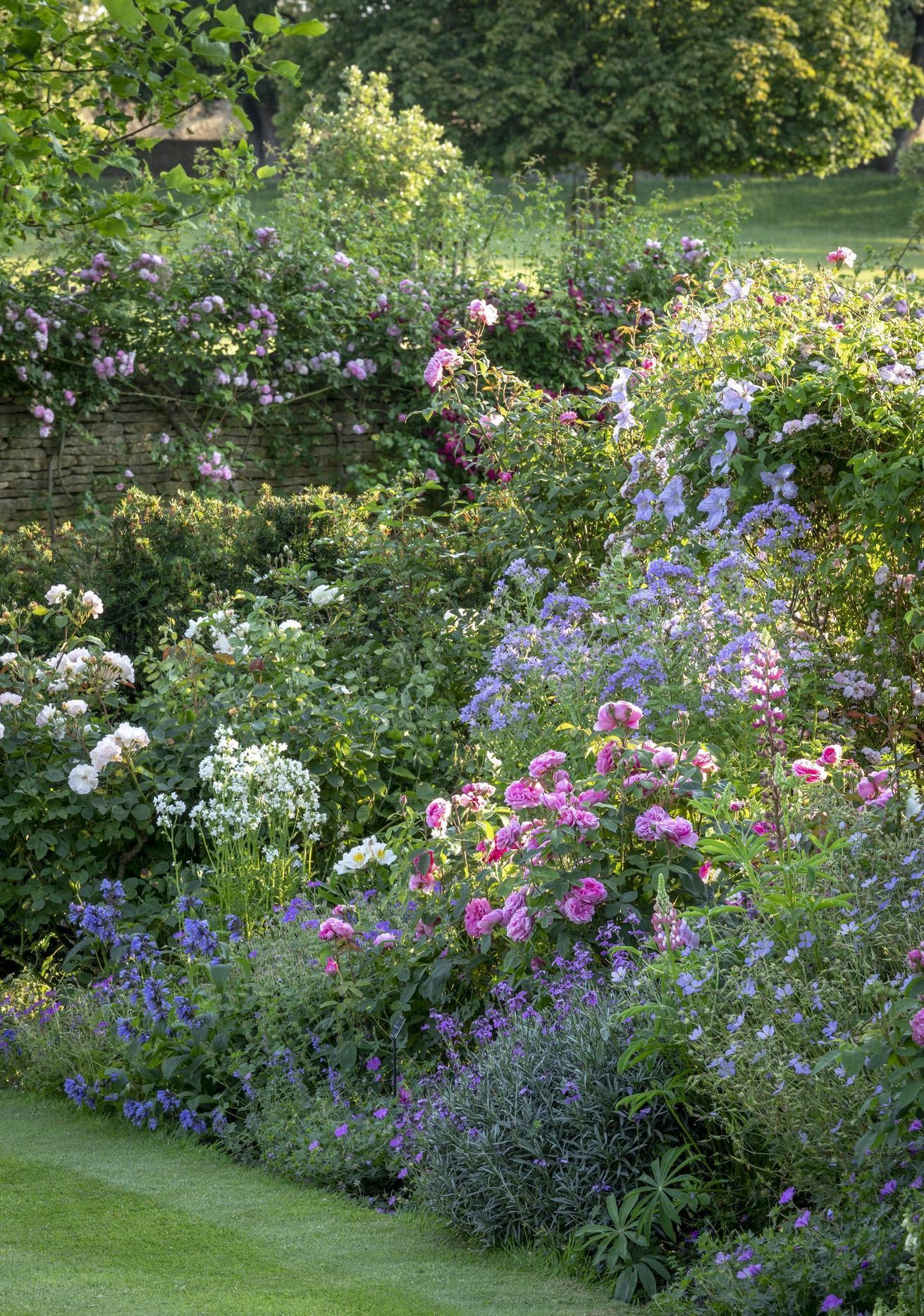 Gertrude Jekyll pink English rose bred by David Austin in a boarder with companion plants