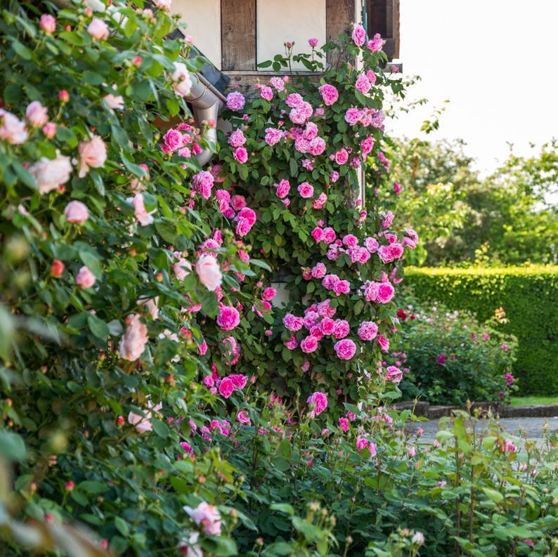Gertrude Jekyll®