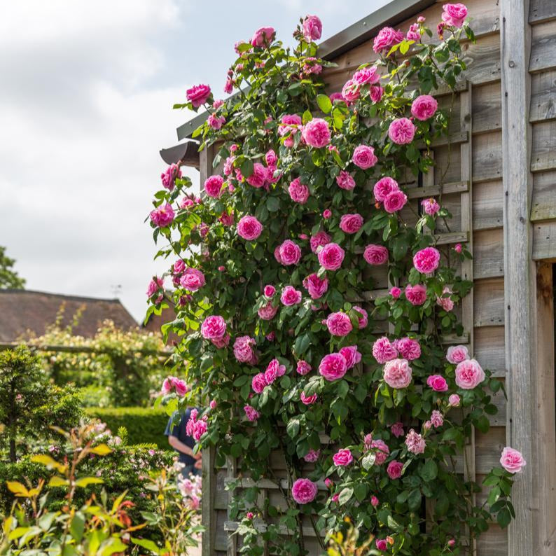 Gertrude Jekyll®