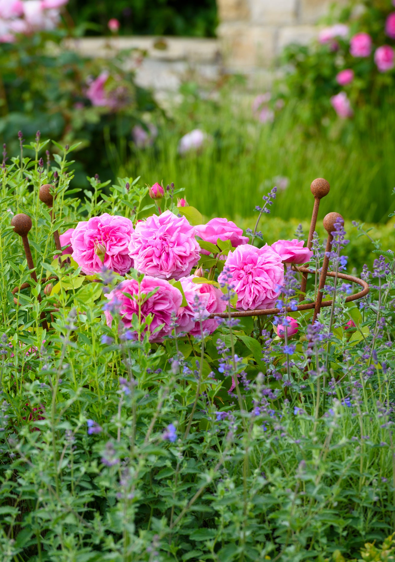 Gertrude Jekyll rose by David Austin