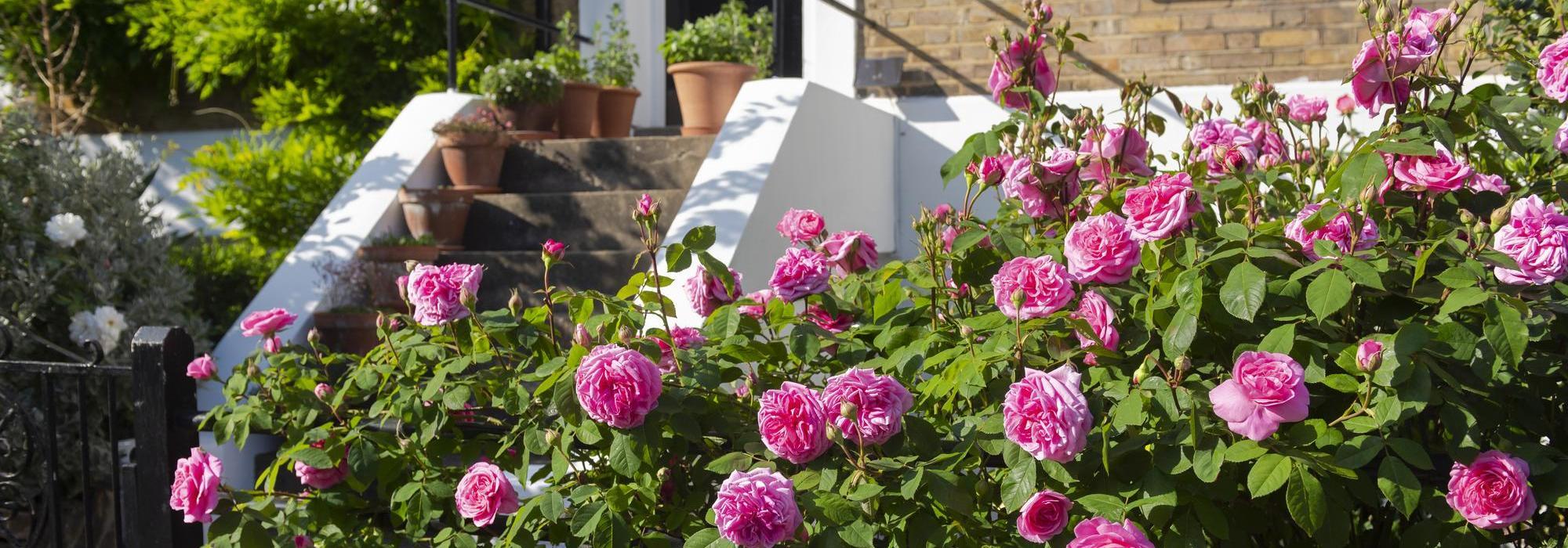Gertrude Jekyll pink English rose bred by David Austin outside a house