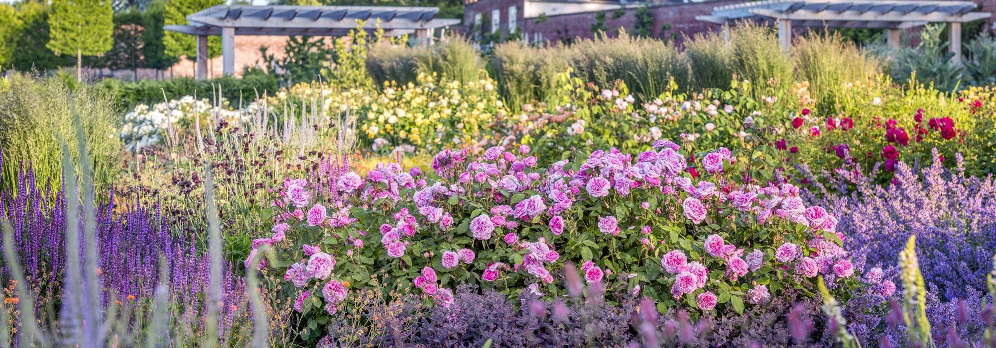 Gertrude Jekyll pink English rose bred by David Austin in a boarder