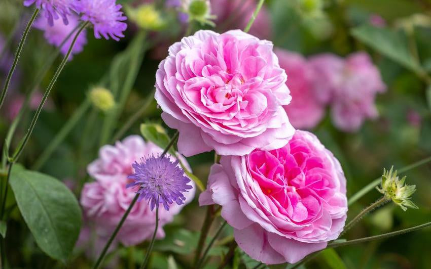 Gertrude Jekyll pink rose bred by David Austin with companion plants