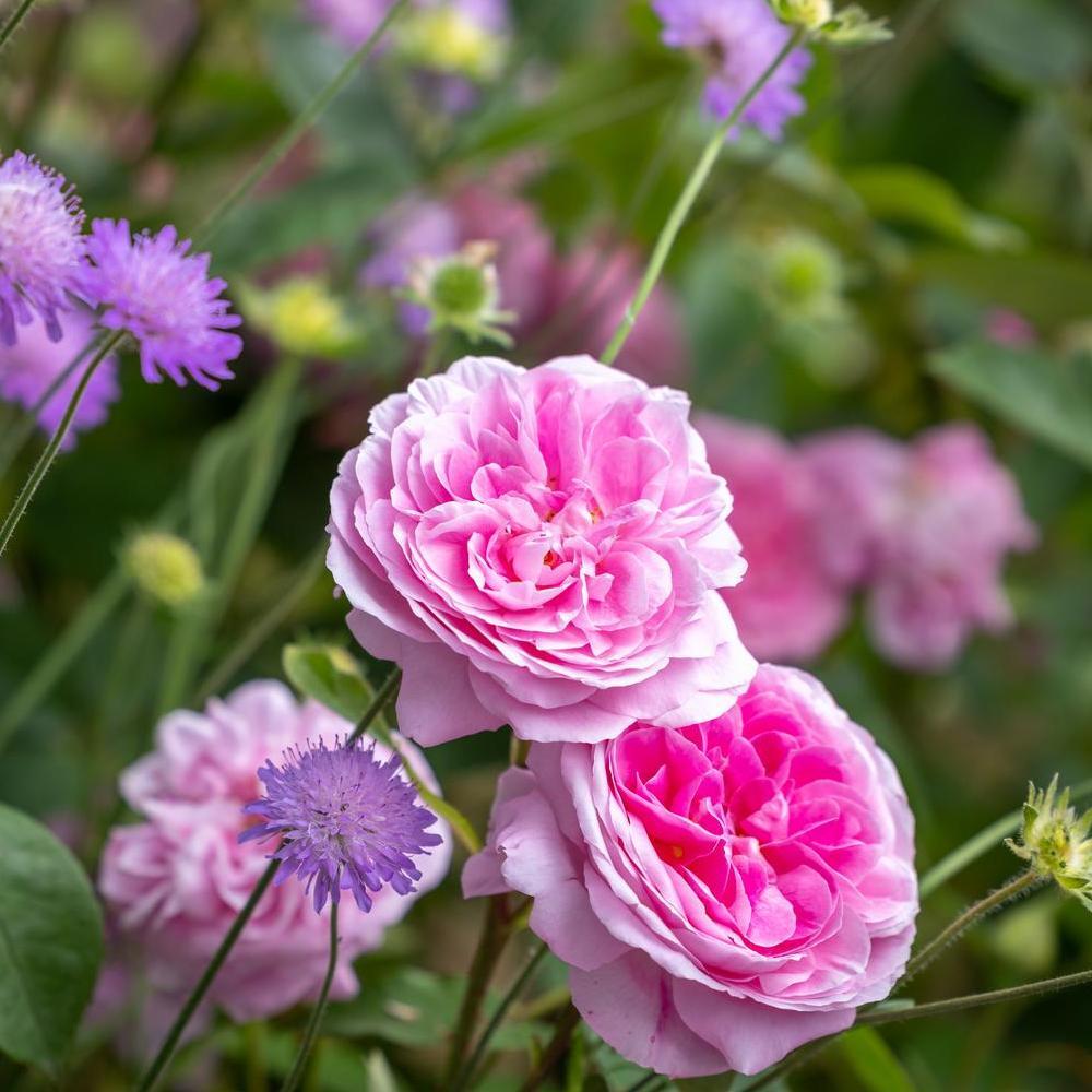 Gertrude Jekyll pink rose bred by David Austin in a border with companion plants