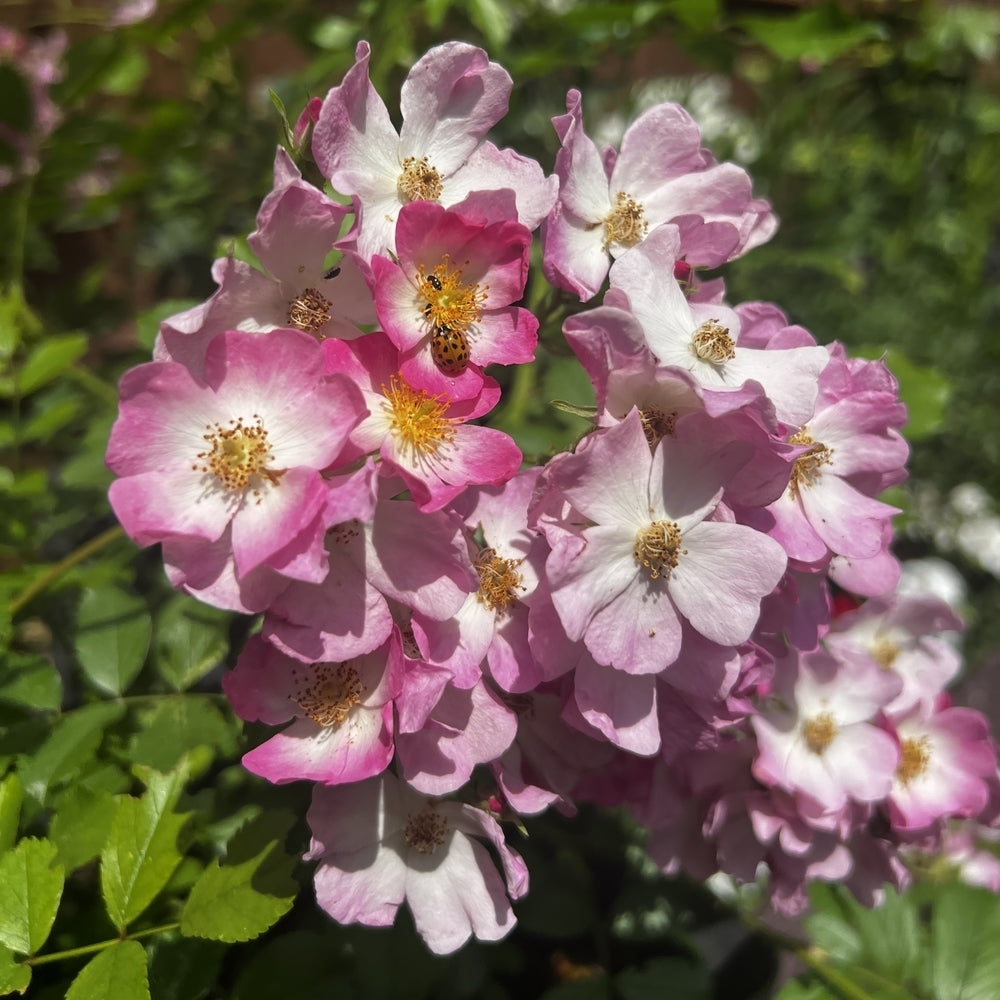 Ballerina Shrub Rose with a lady bird on the bloom