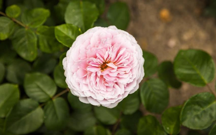 David Austin rose at Wentworth Woodhouse