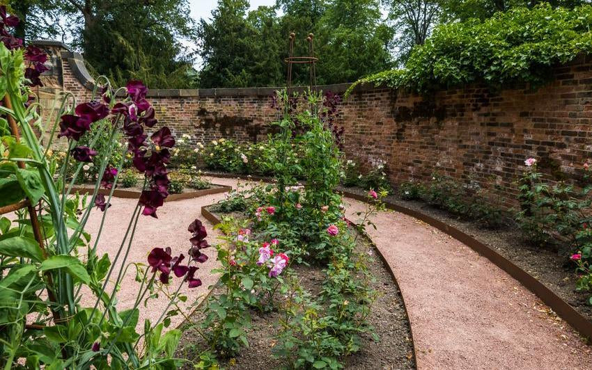 David Austin English roses at Wentworth Woodhouse