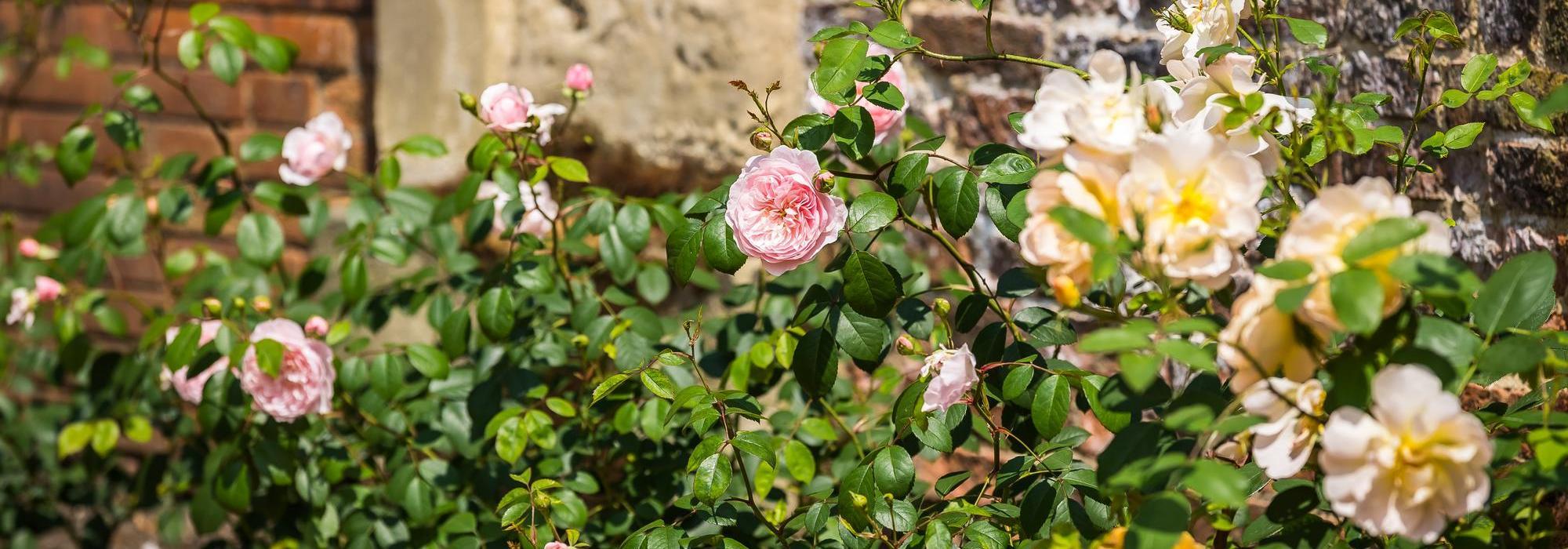 David Austin English roses at Wentworth Woodhouse