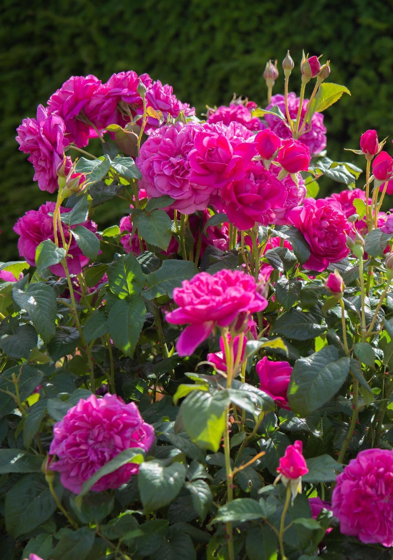 James_L._Austin pink rose bred by David Austin