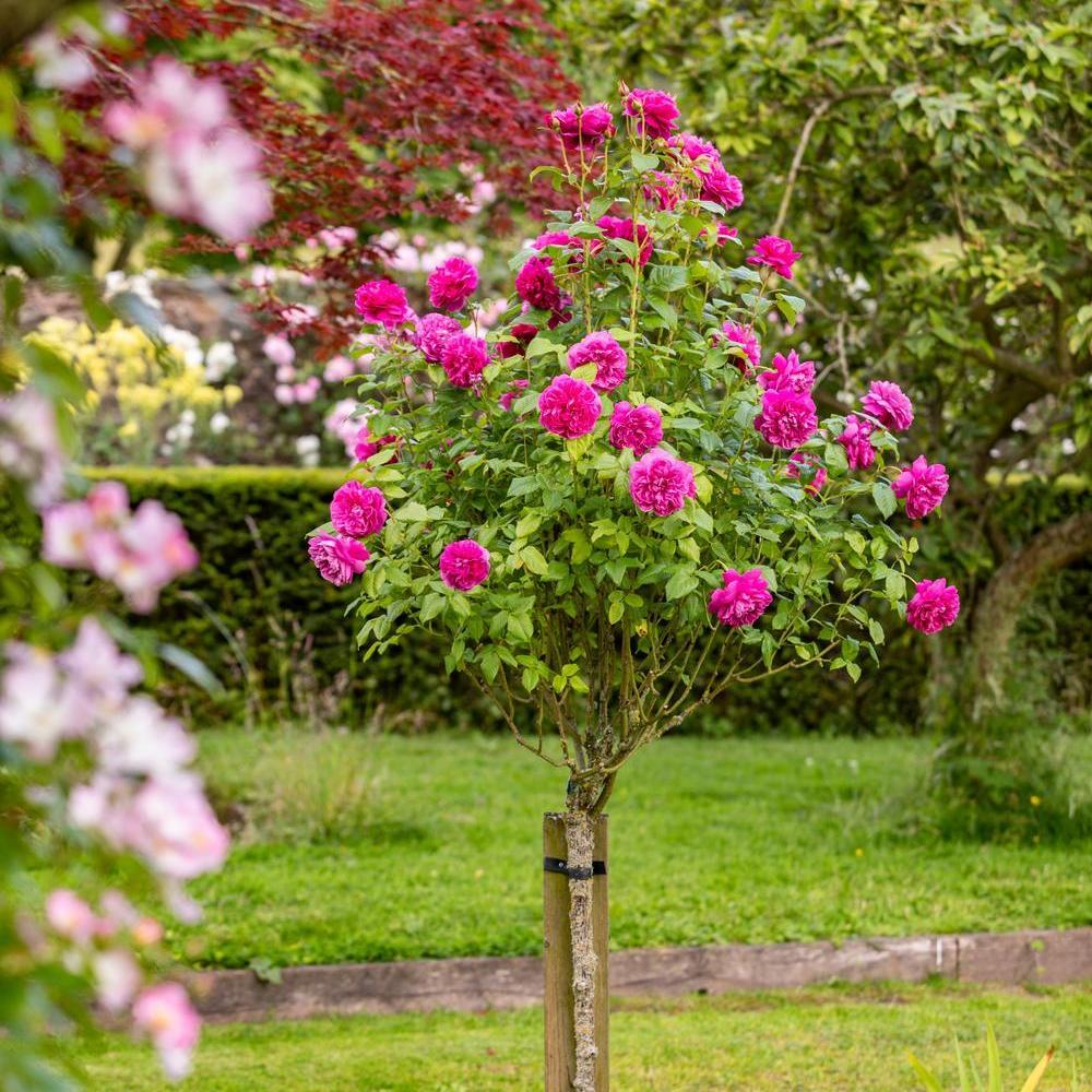 James L. Austin (Auspike) | English Standard Tree Rose | David