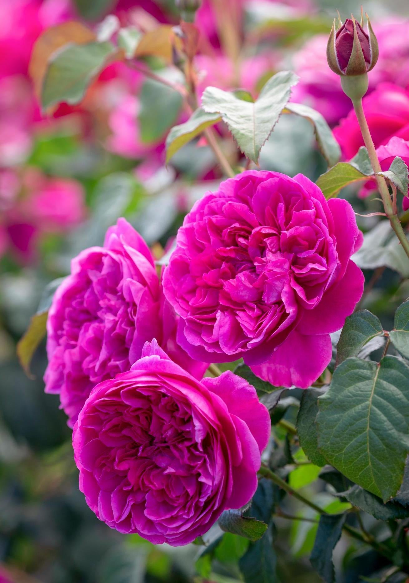 James L Austin bright pink rose bred by David Austin