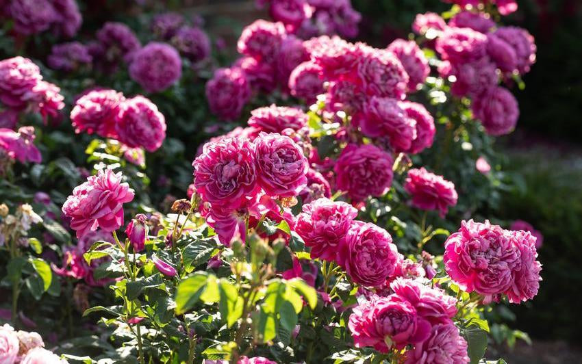 James_L_Austin bright pink rose bred by David Austin