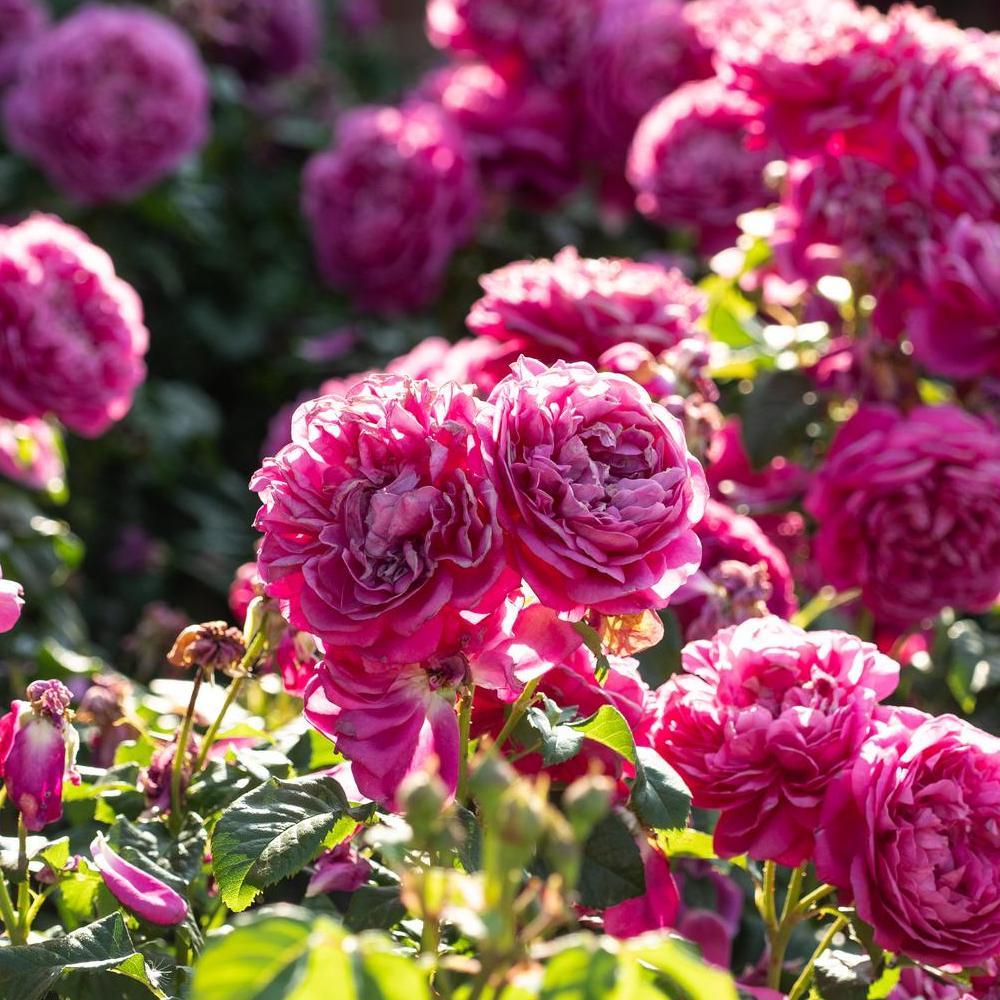 James L Austin bright pink rose bred by David Austin