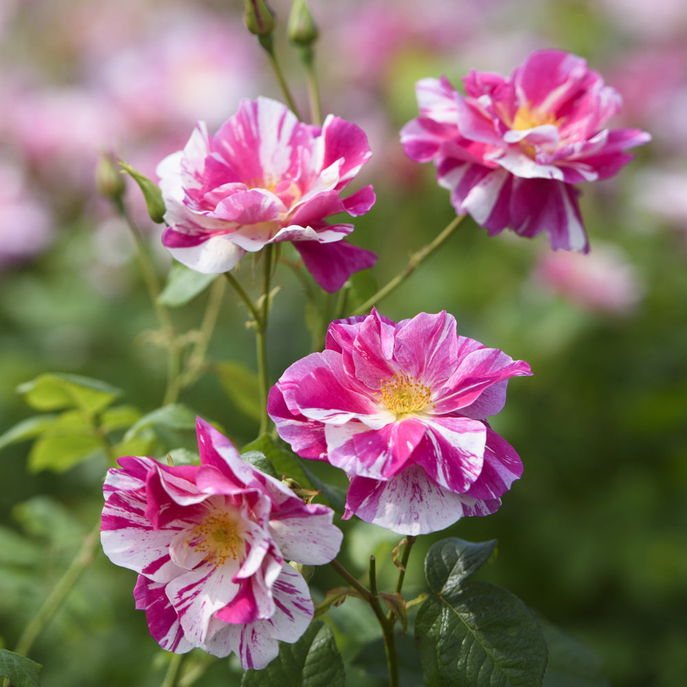 The King's Rose®