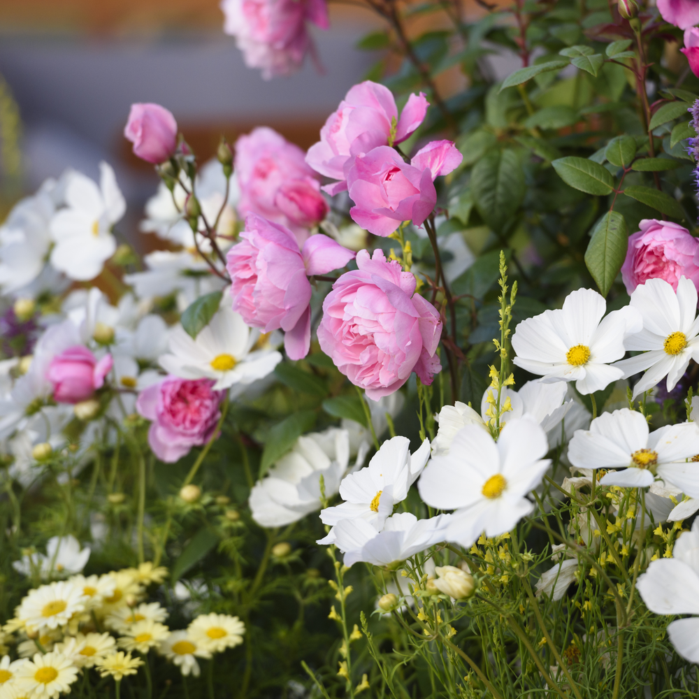 Mary Delany rose bred by David Austin with companions