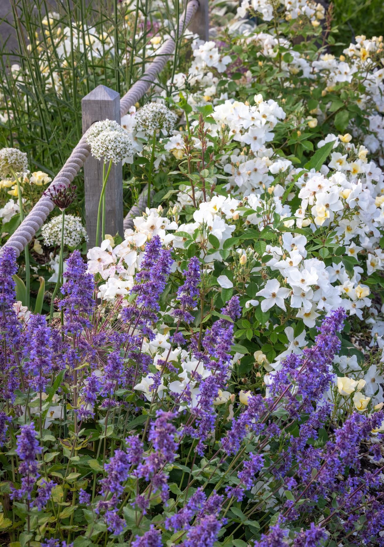 Kew_Gardens white rose bred by David Austin planted with nepta