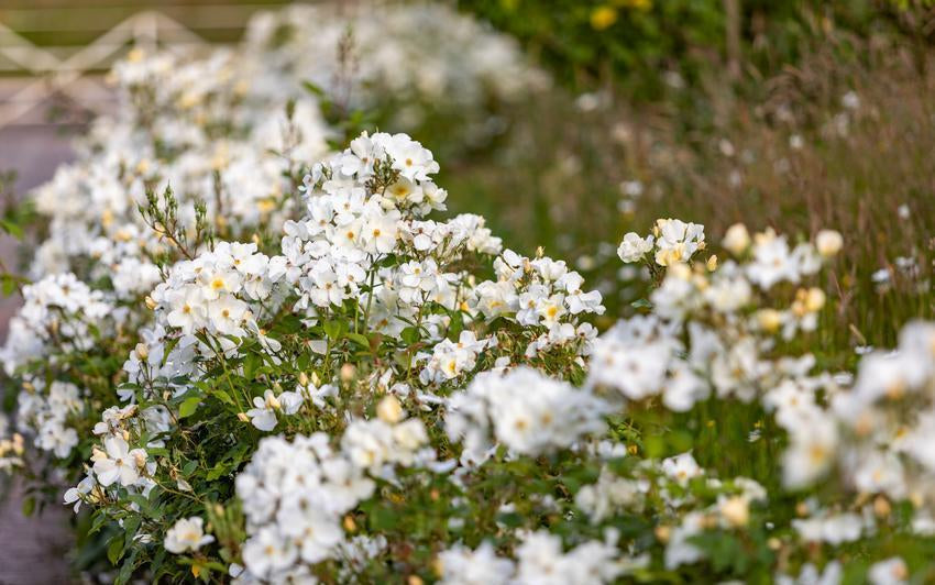 Kew_Gardens white rose bred by David Austin