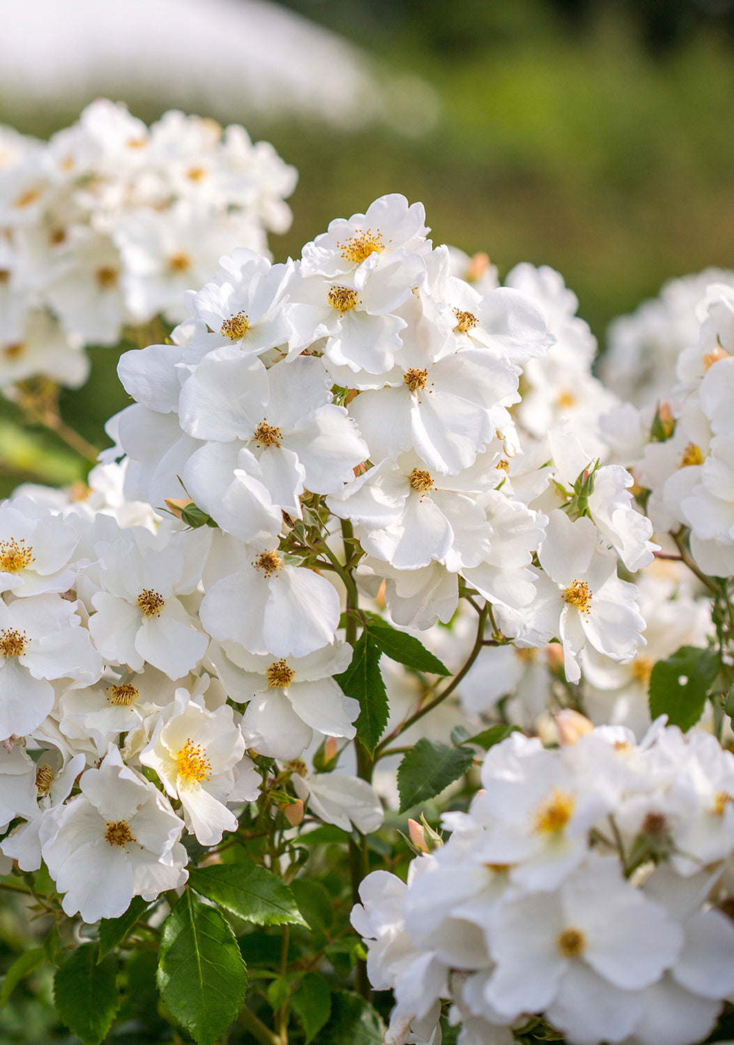 Kew_Gardens_white rose bred by David Austin