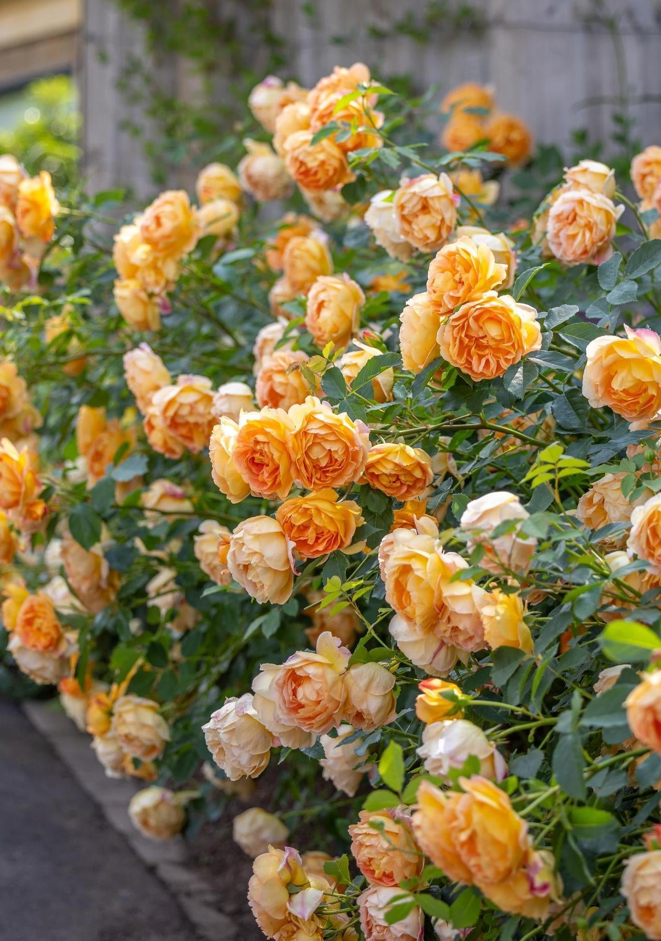 Lady_of_Shalott_apricot orange rose bred by David Austin