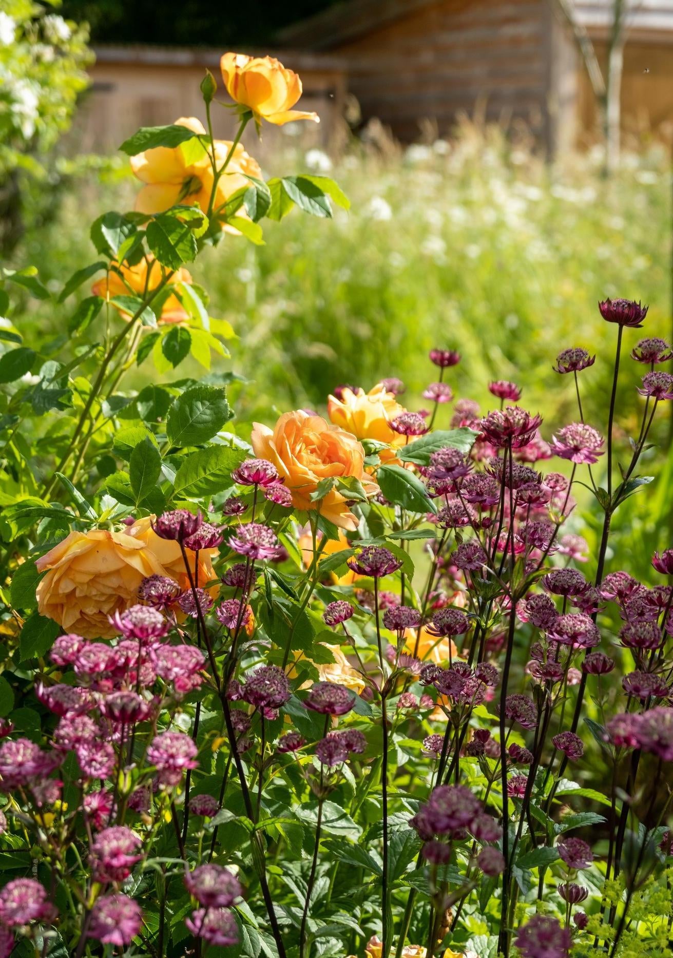 Lady of Shalott orange rose bred by David Austin