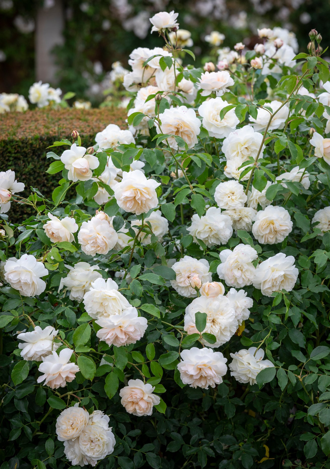 Lichfield Angel white rose bred by David Austin