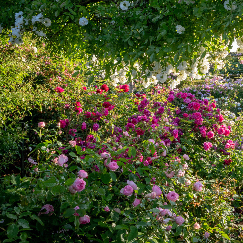 Mill on the floss a pink shrub rose bred by David Austin in a garden border