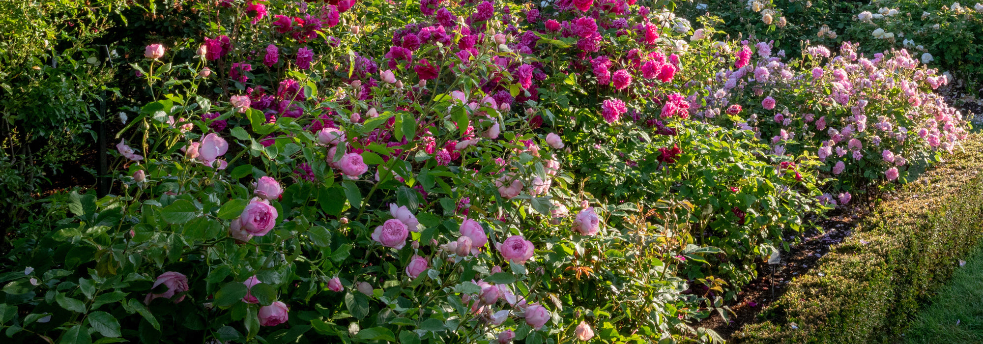 Mill on the floss a pink shrub rose bred by David Austin in a garden border