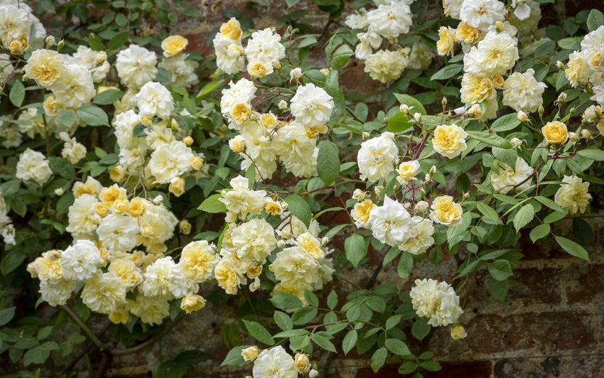 Malvern Hulls yellow rambling rose bred by David Austin growing up a brick wall