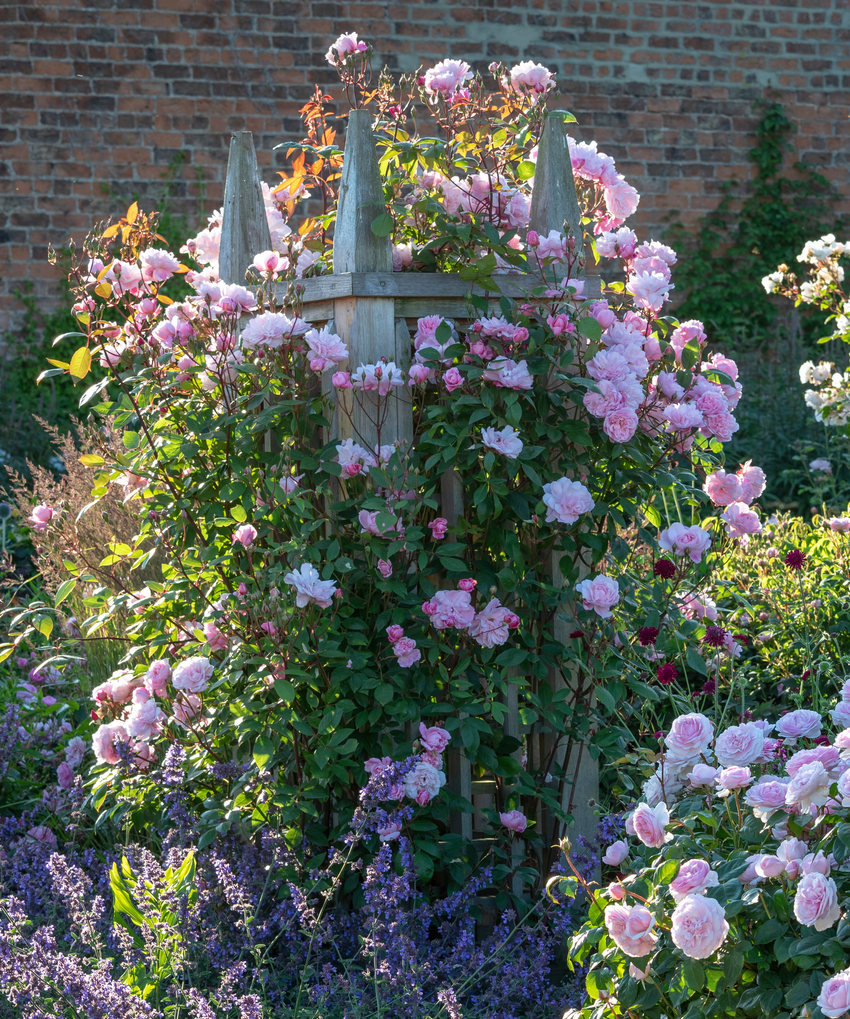 Mary Delany rose bred by David Austin on a garden structure