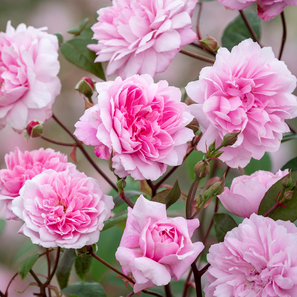 Mary Delany rose bred by David Austin