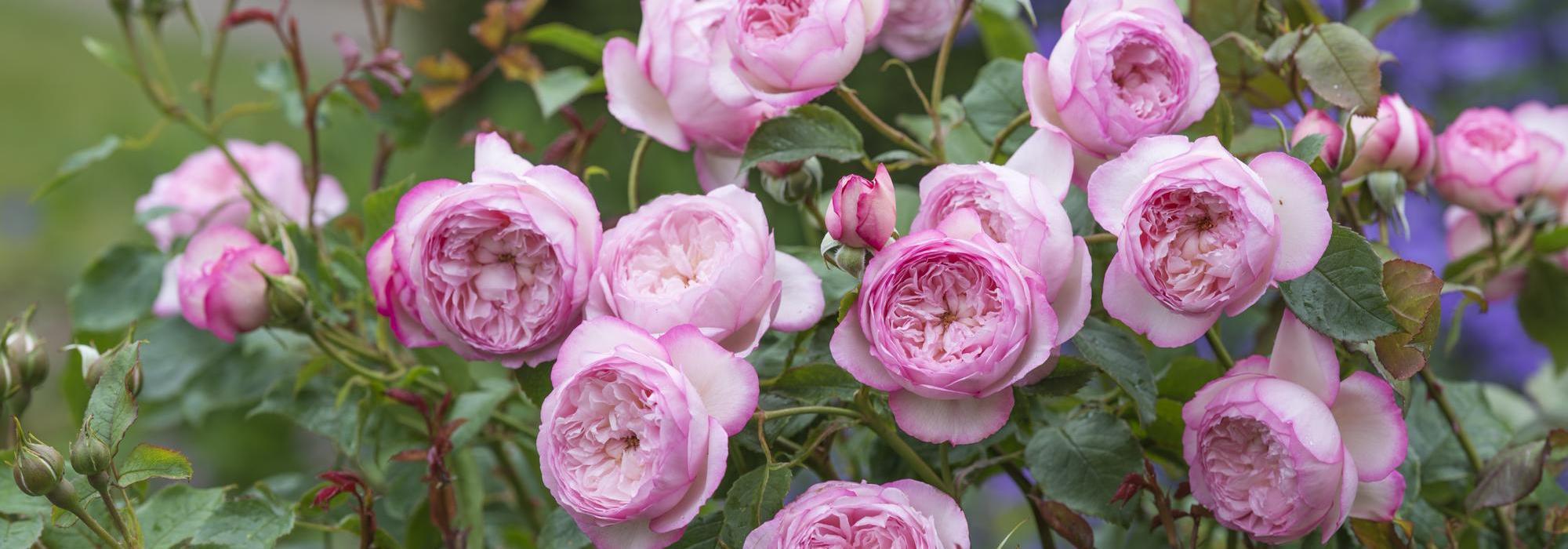 Mill on the floss a pink shrub rose bred by David Austin
