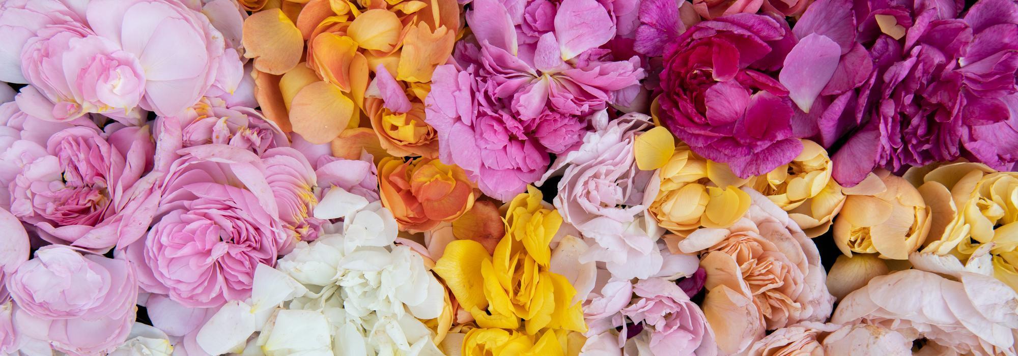 Multicolour display of rose petals