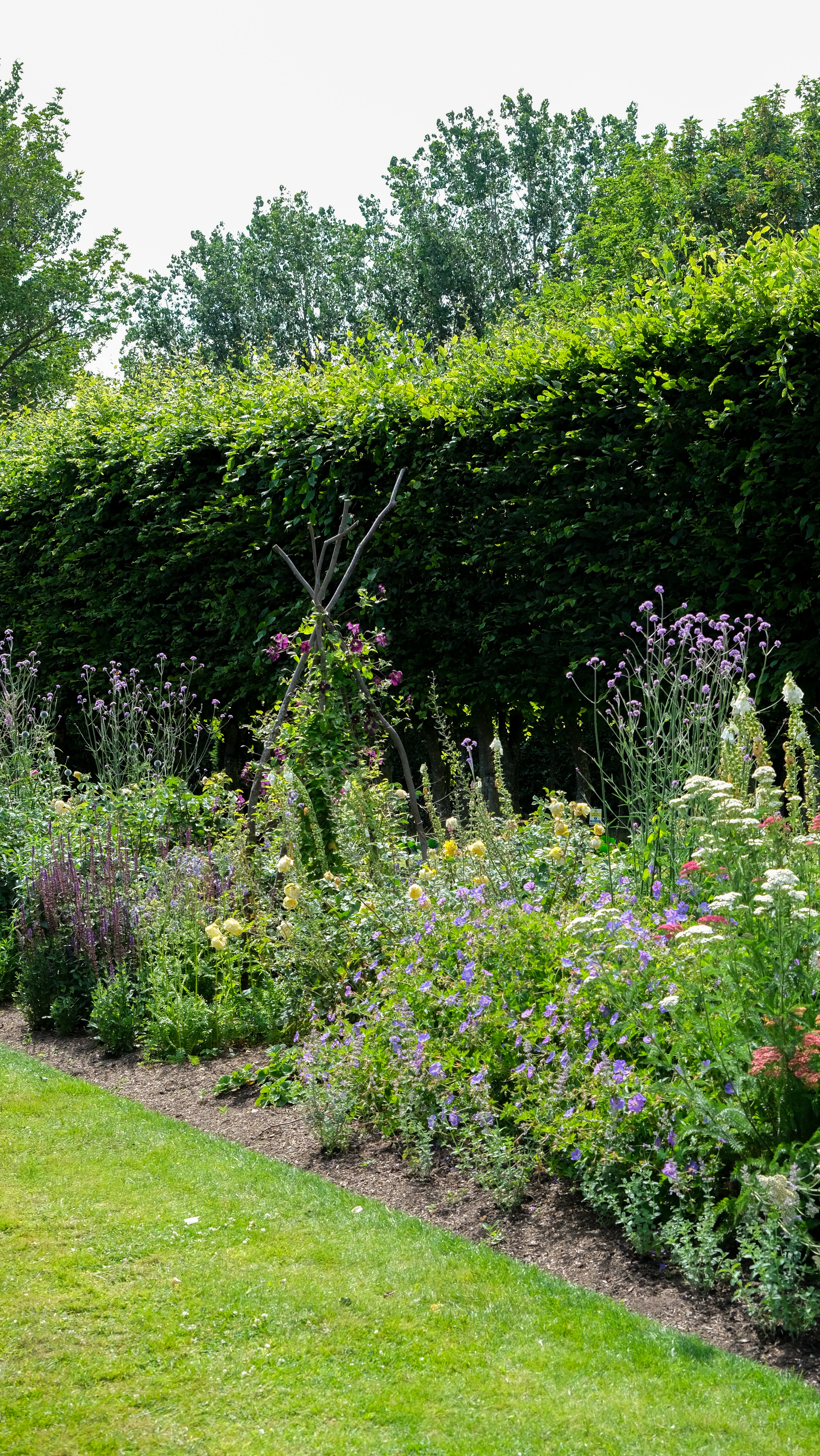 David Austin's rose garden in Shropshire.