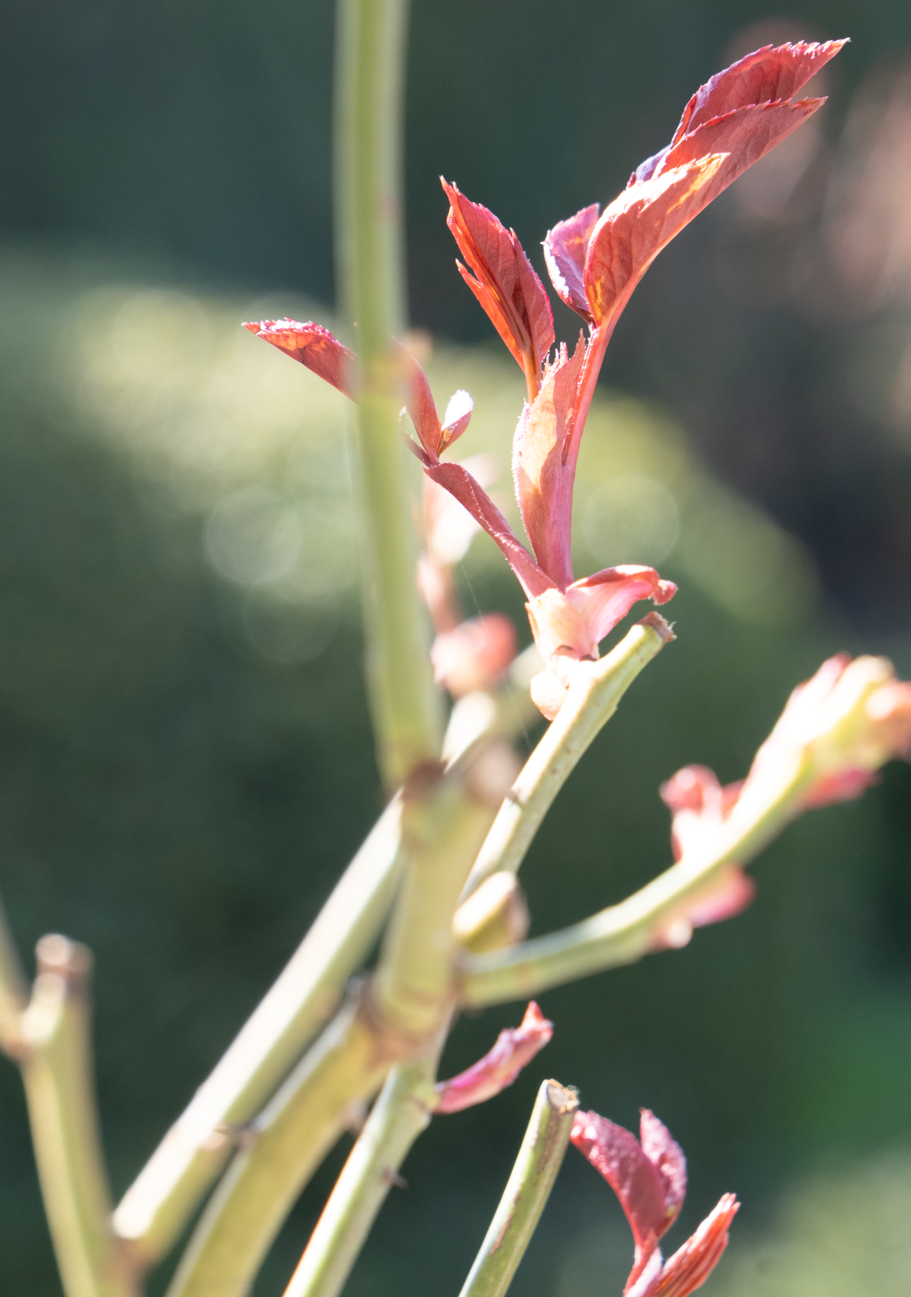 Close up shot of new growth on a David Austin rose