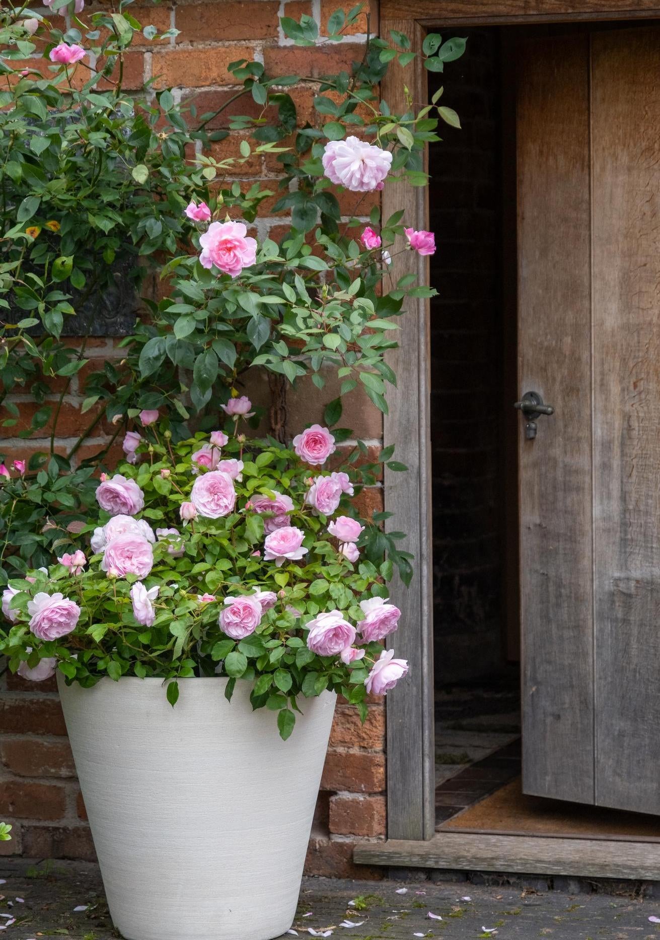 Olivia_Rose_Austin pink rose bred by David Austin