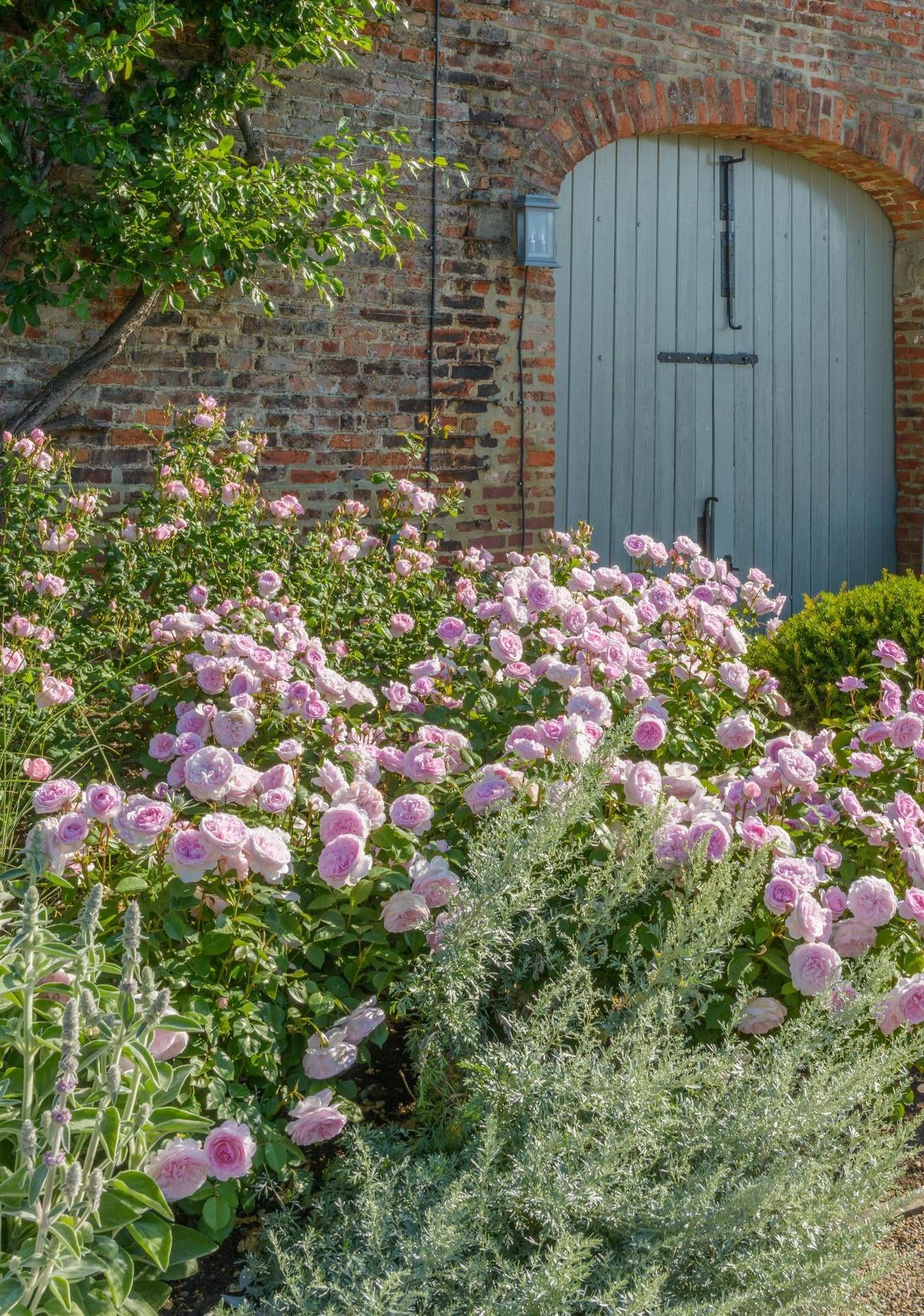 Olivia_Rose_Austin pink rose bred by David Austin