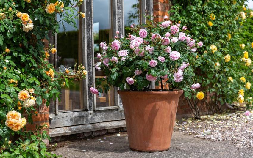 Olivia Rose Austin in a terracotta pot