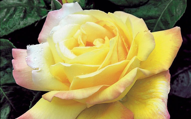 Peace yellow and pink hybrid tea rose