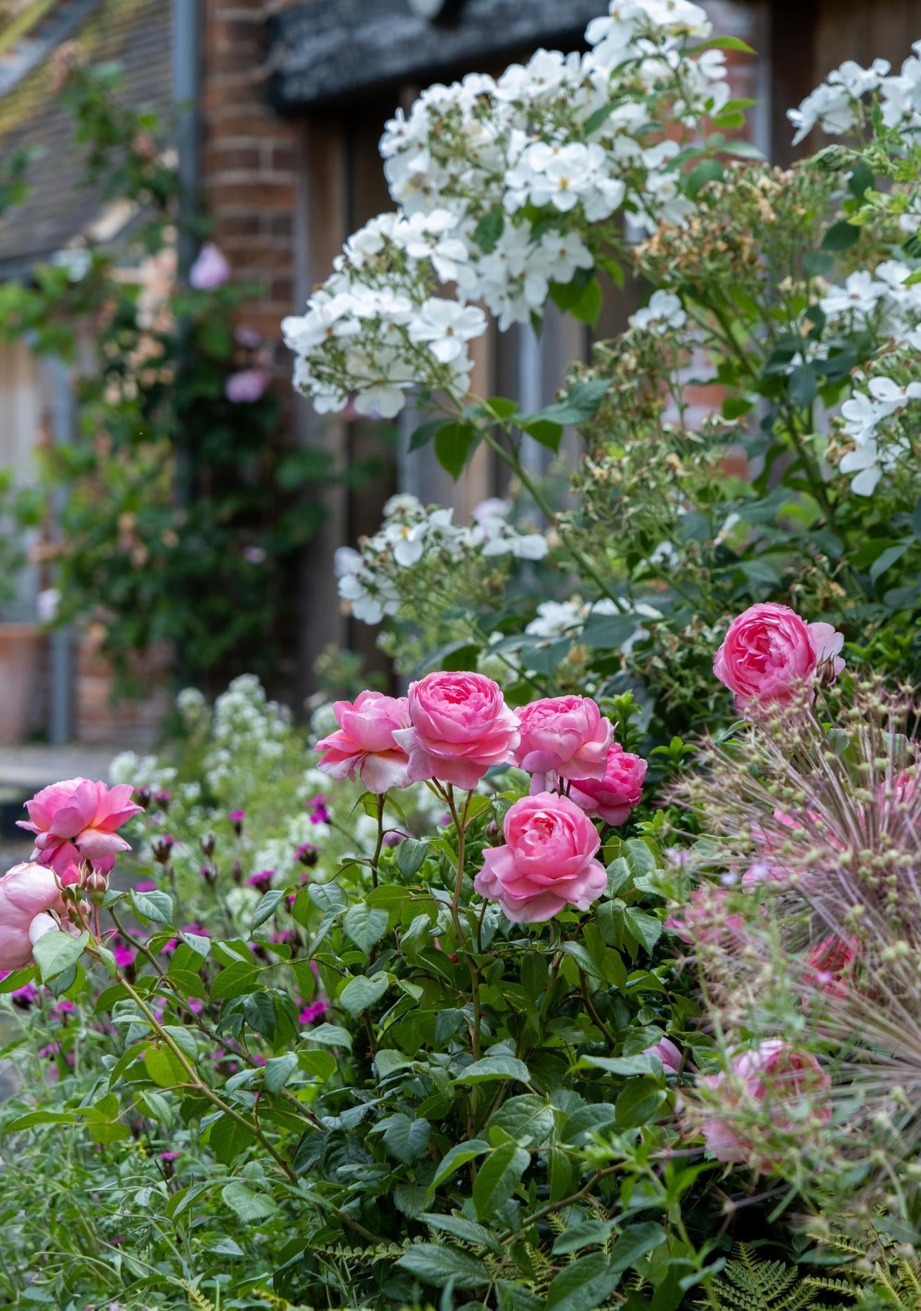 Penelope-lively pink rose bred by David Austin