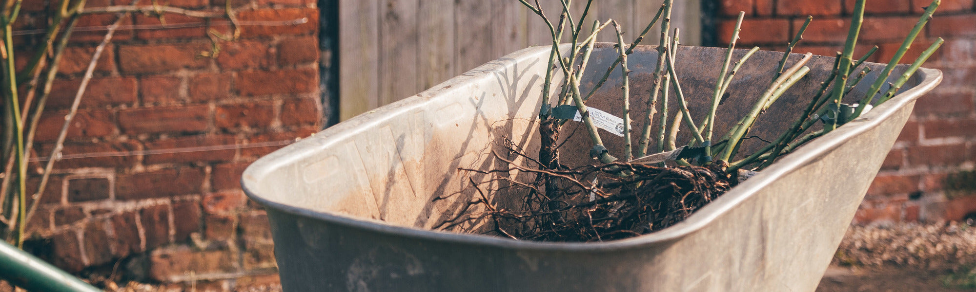 A wheelbarrow with bare root roses inside