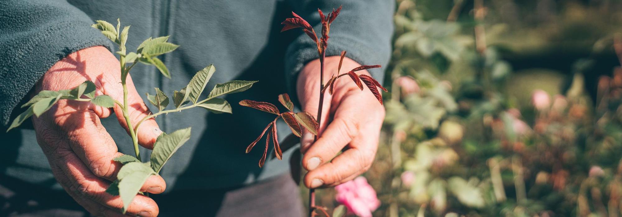 Man holding a rose sucker, comparing it with a normal rose shoot.