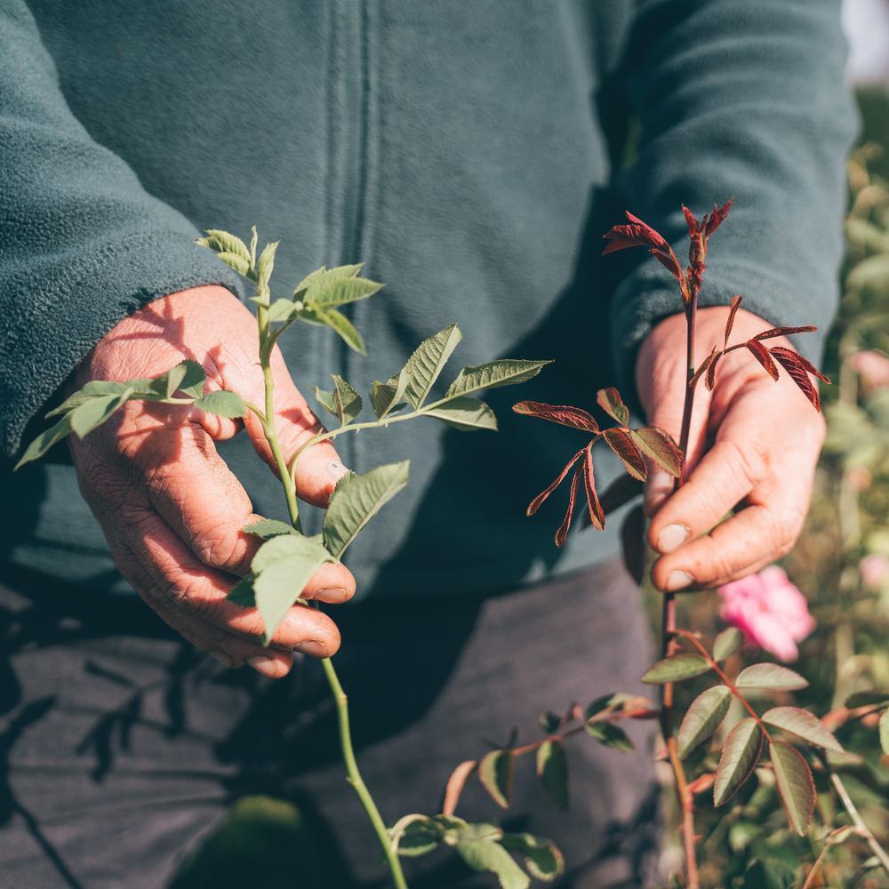 Man holding a rose sucker, comparing it with a normal rose shoot.
