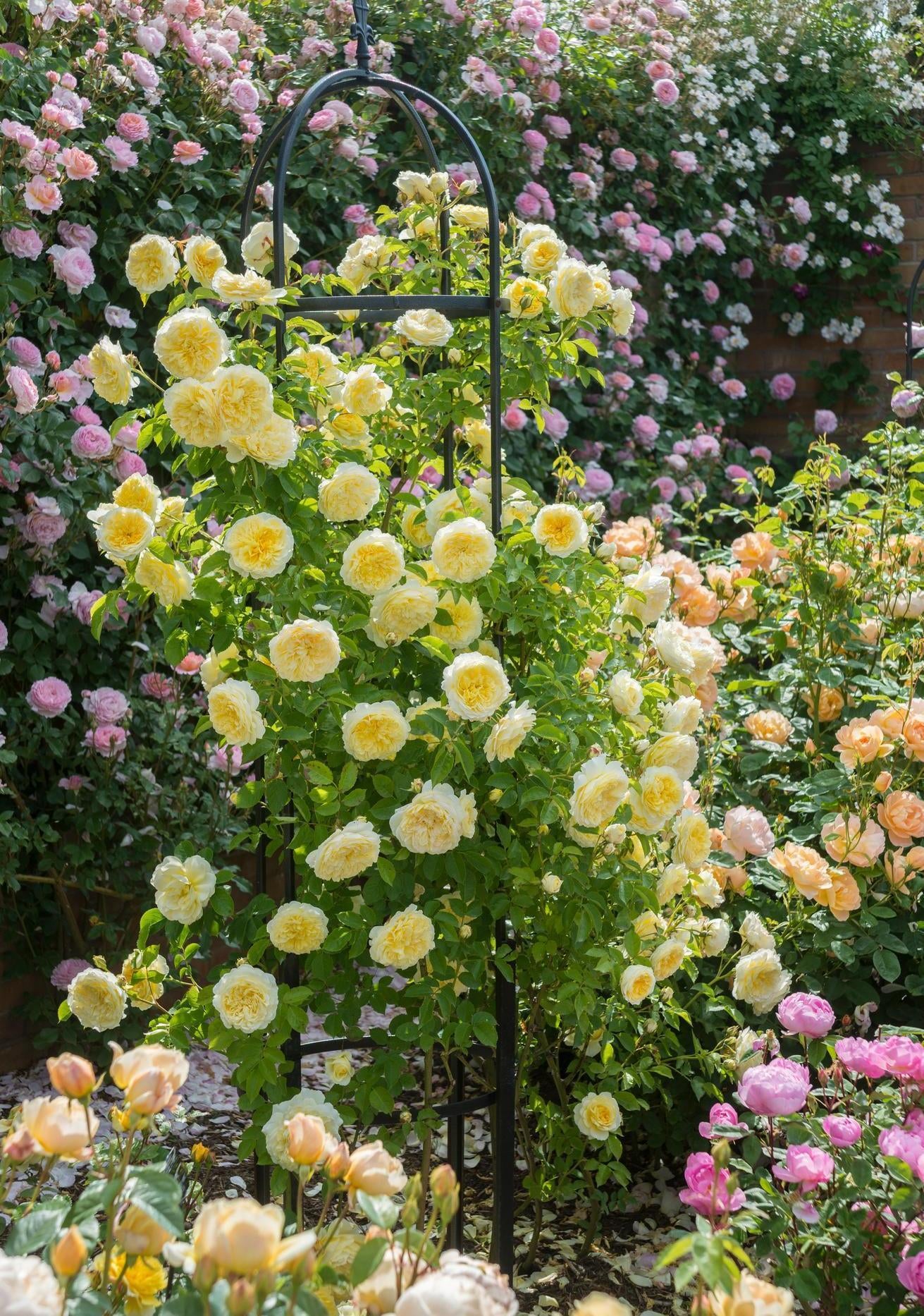 Pilgrim yellow climbing rose bred by David Austin
