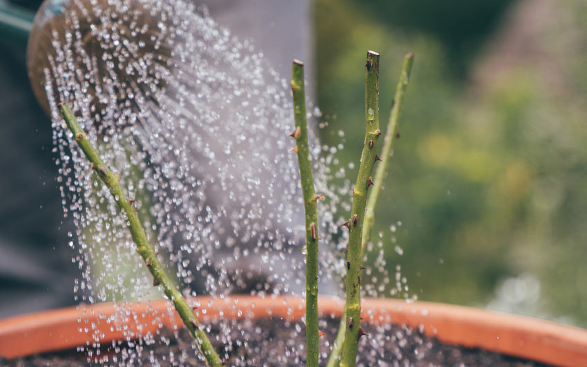Person watering a bare root rose bred by David Austin in a pot