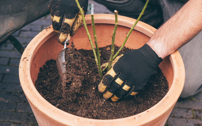 Man filling a pot with compost around a bare root rose bred by David Austin