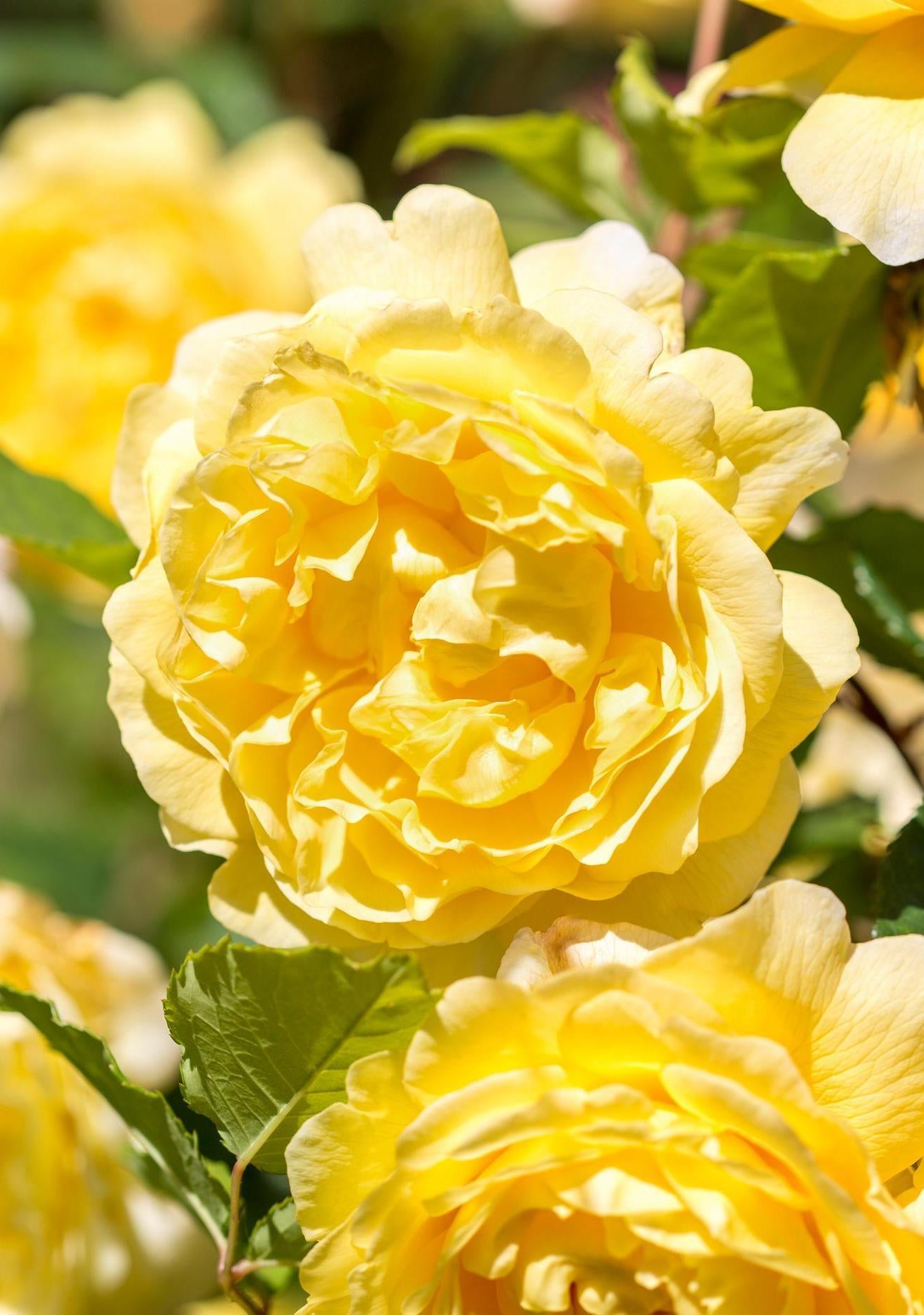Poets_Wife_yellow rose bred by David Austin