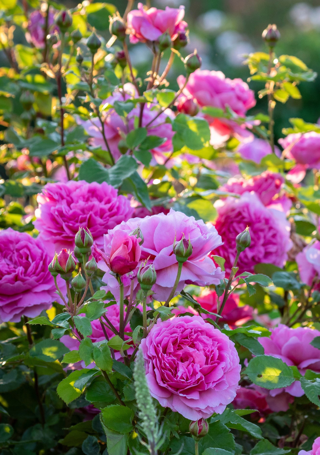 Princess_Alexandra_of_Kent pink rose bred by David Austin