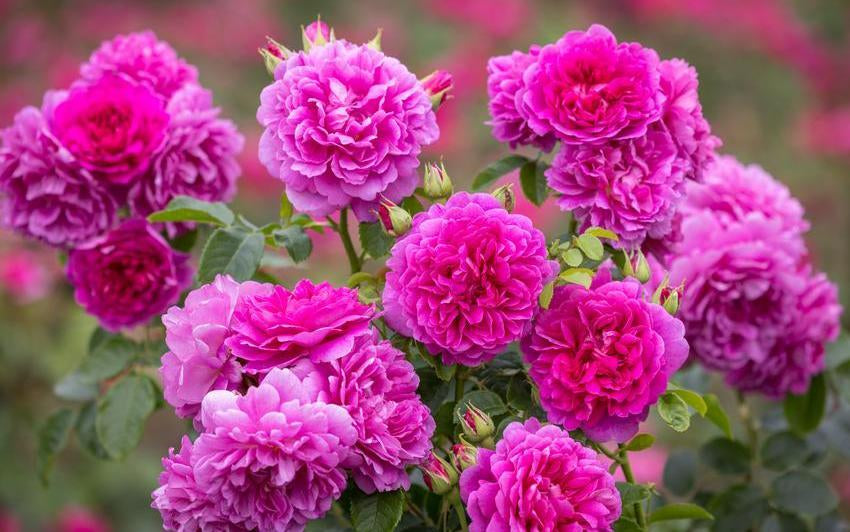 Princess Anne by David Austin Roses