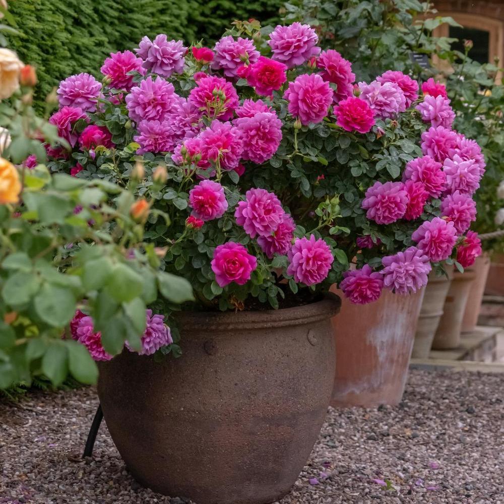 Princess Anne rose bred by David Austin in a pot